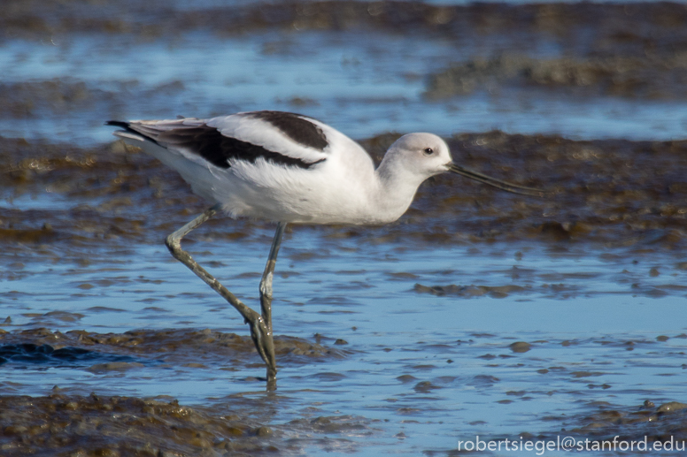 baylands